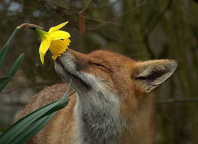 Smell the Flowers